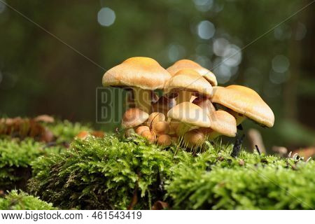 Mushrooms tree trunk Closeup Nature Macro plant Nature background trees Nature background Nature background Mushroom Nature autumnal Nature background Nature background Autumn forest Nature background outdoor Nature background Nature background.