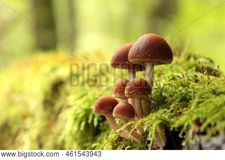 Mushrooms tree trunk Closeup Nature Macro plant Nature background trees Nature background Nature background Mushroom Nature autumnal Nature background Nature background Autumn forest Nature background outdoor Nature background Nature background.