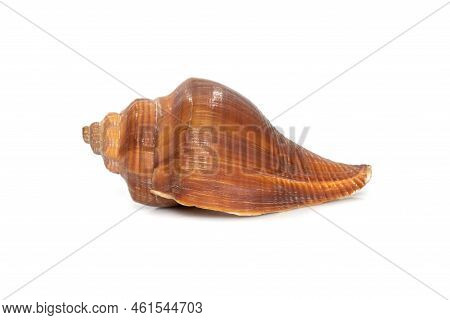 Image Of Pugilina Cochlidium (spiral Melongena) On A White Background. Red Sea Snail. Undersea Anima