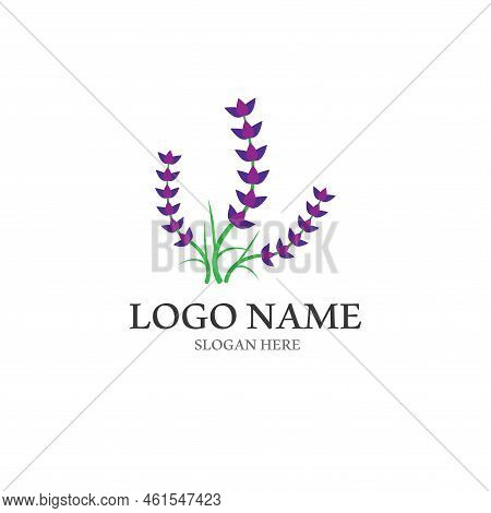 Fresh Lavender Flower Logo Vector