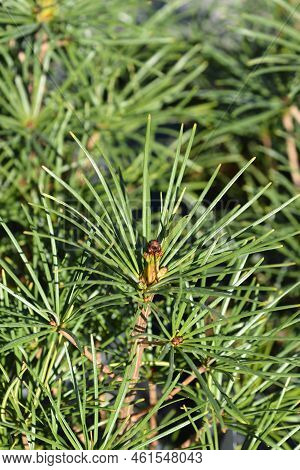 Japanese Umbrella Pine Branch In The Autumn