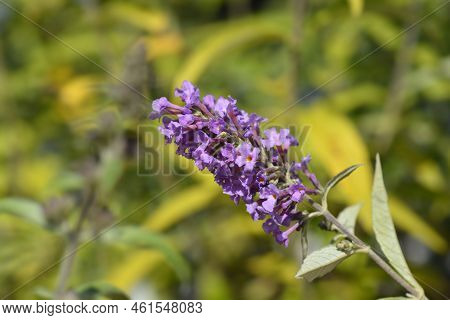 Summer Lilac Branch With Flowers In The Garden