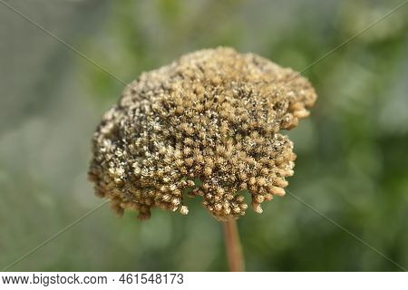 Yarrow Seed Head In The Garden In Summer