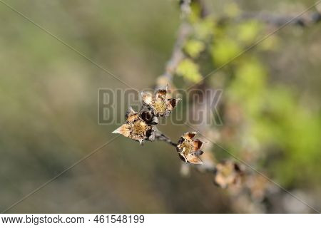 Shrubby Cinquefoil Dry Branch With Seed Heads