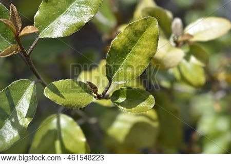 Ebbinges Silverberry Branch With Leaves In The Spring