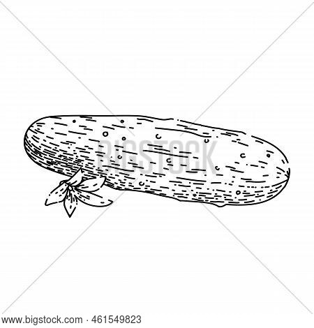 Cucumber Vegetable Hand Drawn Vector. Pickle Plant, Farm Salad, Nature Leaf, Graphic Green, Health, 