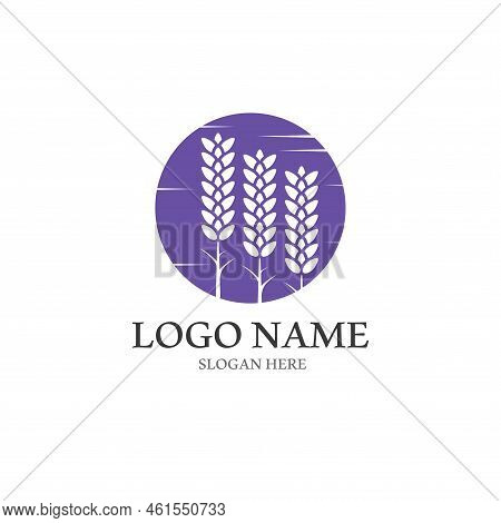 Fresh Lavender Flower Logo Vector