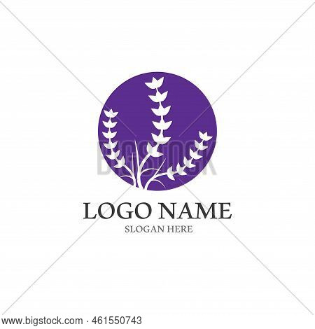 Fresh Lavender Flower Logo Vector