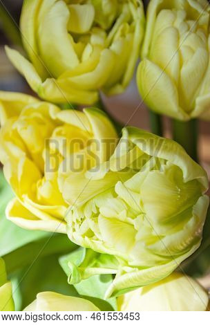 Close Up Of Beautiful Bouquet Of Yellow Tulips With Dew Drops.