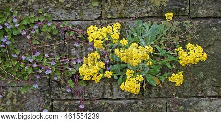 Cymbalaria Muralis Or Ivy-leaved Toadflax Combined With Aurinia Saxatilis Or  Basket Of Gold Grow In