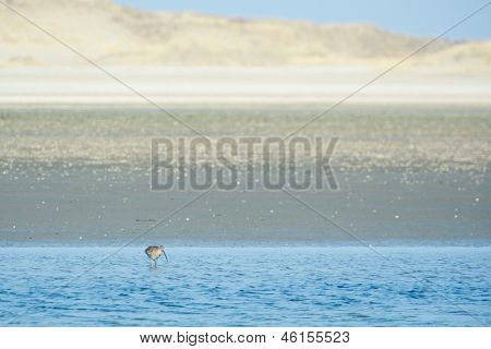 Isokuovi luonnossa Hollannin Waddenzee saarella Texel
