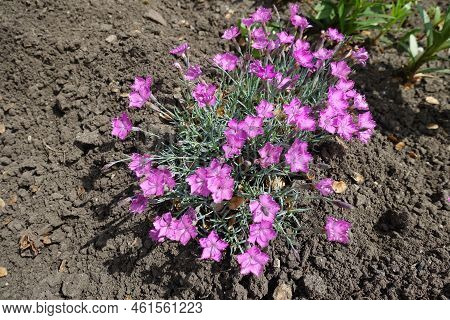 Dianthus Gratianopolitanus La Bourboule In Full Bloom In Mid May