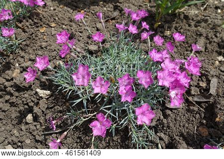 Grey Foliage And Pink Flowers Of Dianthus Gratianopolitanus La Bourboule In Mid May