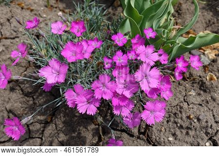 Rose Pink Flowers Of Dianthus Gratianopolitanus La Bourboule In Mid May