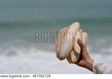 Hand Holding Cuttlefish Bone Wedged In The Sand On The Beach.