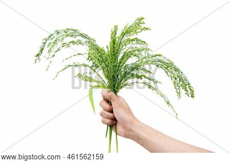 Hand Holding Common Millet, Panicum Or Panicgrass Isolated On White Background.