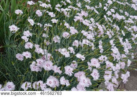 Multitude Of Pale Pink Flowers And Buds Of Garden Pink In May