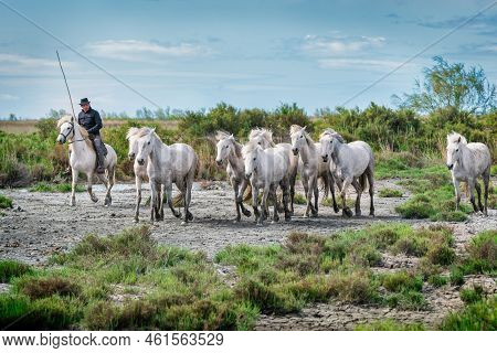 Camargue, France, April 27 2019 : White Horses And Two Guardians Are Walking In The Water All Over I