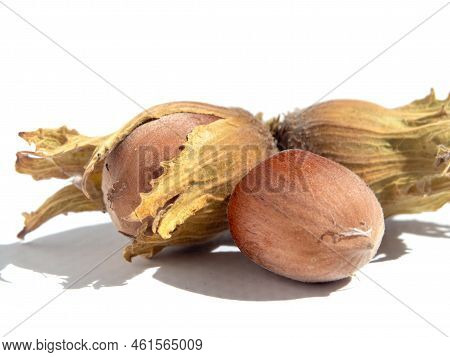 Organic Hazelnuts In Husk Close-up On A White Background. Macro Of Ripe Hazelnuts Hazelnuts In A She
