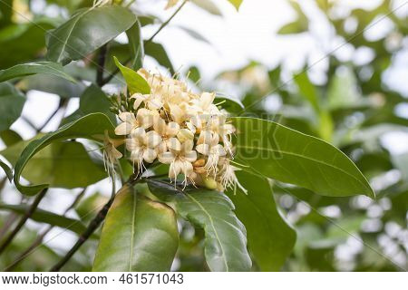 Anan Or Fagraea Fragrans Roxb Bloom On Tree In The Garden With Sunlight. Thai People Call Kankrao Is