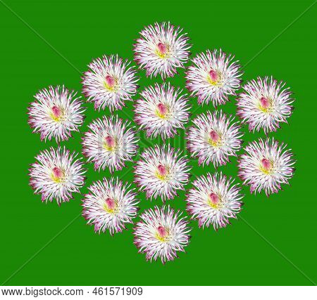 Bellis Perennis Daisy Flower Isolated On A Green Background
