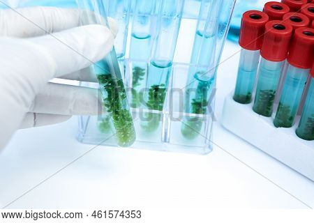 Sea Grapes And Simple Plant Experiments Biology In The Laboratory, Biodiesel Experiments From Green 