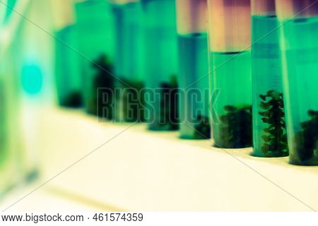 Sea Grapes And Simple Plant Experiments Biology In The Laboratory, Biodiesel Experiments From Green 