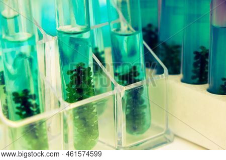 Sea Grapes And Simple Plant Experiments Biology In The Laboratory, Biodiesel Experiments From Green 
