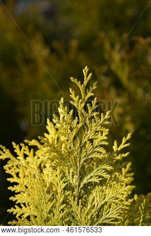Lawsons Cypress Ivonne Branch In The Summer