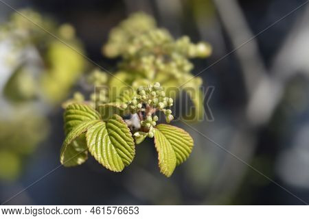 Japanese Snowball Shasta Branch With Leaves And Flower Buds