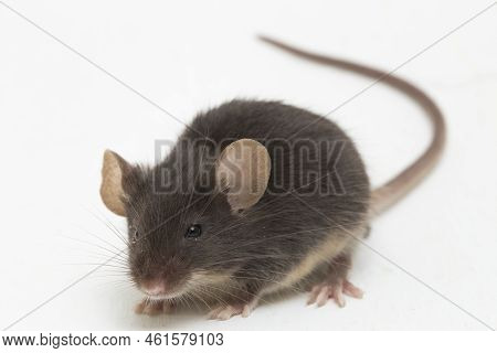 Black Common House Mouse Isolated On White Background