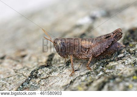 Closeup On An Isolated Brown Mediterranean Common Maquis Grasshopper, Pezotettix Giornae Sitting On 