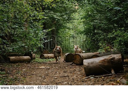Two Brothers Dog Are Adult Littermates. Australian Shepherds Run On Forest Road In Summer. Happy Bes