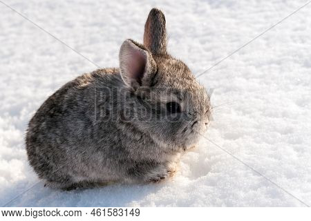Cute Little Gray Image & Photo (Free Trial) | Bigstock