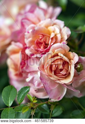 Delicate Fragrant Beautiful Cream Roses Flower Bloom On A Bush Among Emerald Leaves In The Garden In