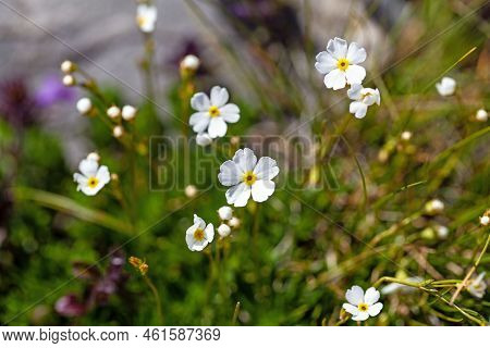 Milkwhite Rock Jasmine, Androsace Lactea