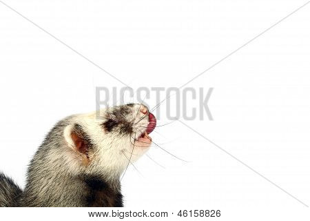 Furet heureux