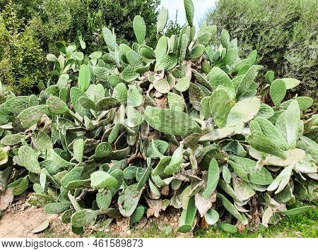 A Giant Prickly Pear Cactus Growing Among Trees. Cactus Leaves Are Disfigured By Vandals Signs.