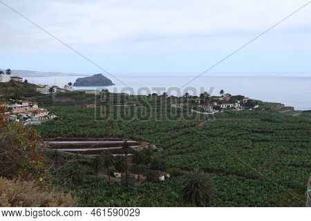 Icod De Los Vinos, Tenerife, Spain, May 14, 2022: Banana Plantation With The Roque Of Garachico In T