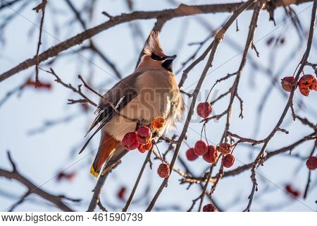 Bohemian Waxwing, A Beautiful Tufted Bird, Latin Name Bombycilla Garrulus, Sitting On A Wild Apple T