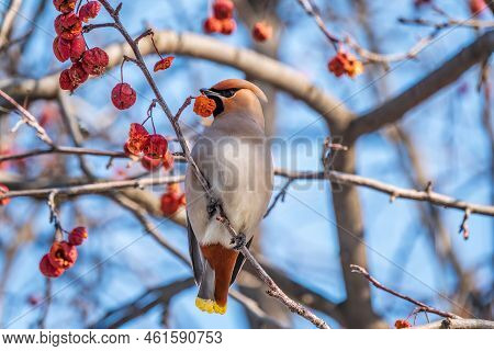Bohemian Waxwing, A Beautiful Tufted Bird, Latin Name Bombycilla Garrulus, Sitting On A Wild Apple T