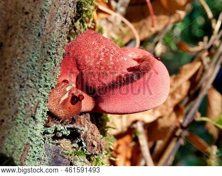 Beefsteak Or Ox-tongue Fungus Aka Fistulina Hepatica Just Emerging From An Oak Tree Stump. As Can Be