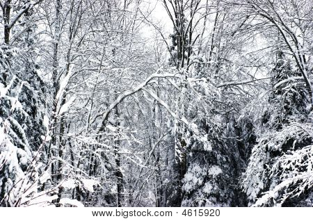 Winter Wonderland 300