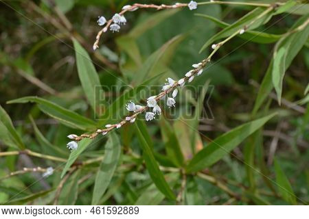 Persicaria Japonica Flowers. Dioecious And Polygonaceae Perennial Plants. Grows In Wetlands And Bloo