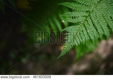 Wild Fern In The Forest Near Moscow. Polypodiophyta. Front View.