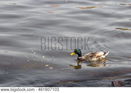 Amazing Drake Wild Duck With Green Head And Yellow Beak Swims In Lake Or River With Clean Water. Sid