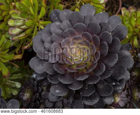 Beautiful Garden Succulent - Aeonium Arboreum Zwartkop