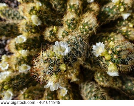 Macro Shot Of The Gold Lace Cactus Or Ladyfinger Cactus (mammillaria Elongata) With Yellow And Brown