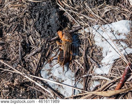 Close-up Shot Of The European Mole Cricket (gryllotalpa Gryllotalpa) Above Ground In Bright Sunlight