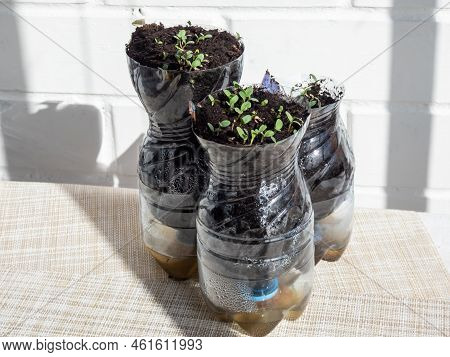 Growing Young, Green Seedlings In Diy Plastic Pots Made From Cut Plastic Bottles. Small, Green Plant